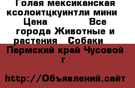 Голая мексиканская ксолоитцкуинтли мини › Цена ­ 20 000 - Все города Животные и растения » Собаки   . Пермский край,Чусовой г.